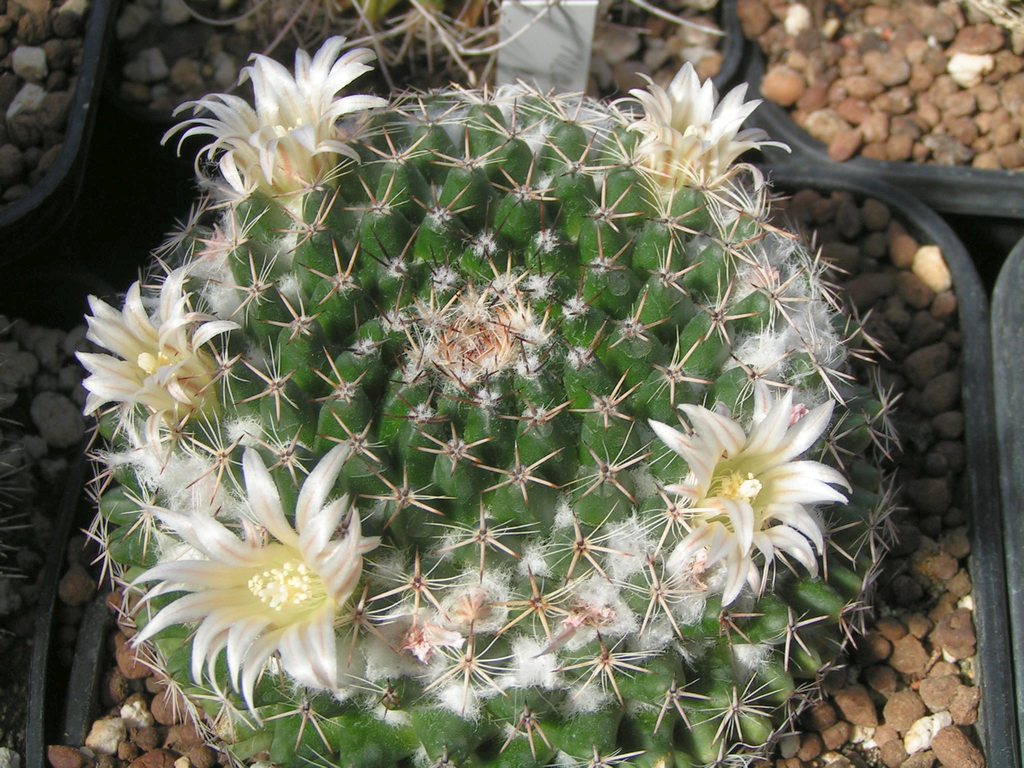 Mammillaria arroyensis sp NOVA MZ652